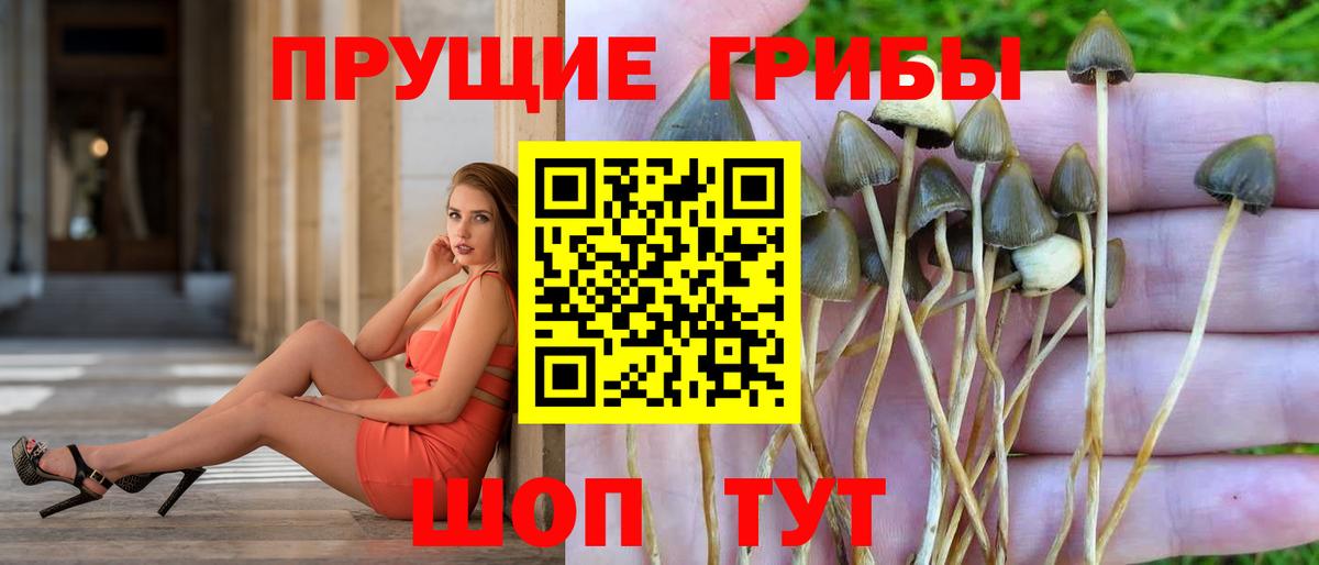 Псилоцибиновые грибы Psilocybine cubensis  Вход с VPN  где купить наркоту  Кропоткин  Псилоцибиновые грибы Psilocybine cubensis 